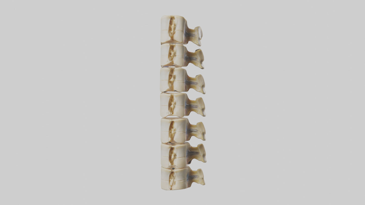 3D model Human Vertebrae and Disc Model VR / AR / low-poly