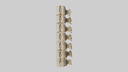 3D model Human Vertebrae and Disc Model VR / AR / low-poly