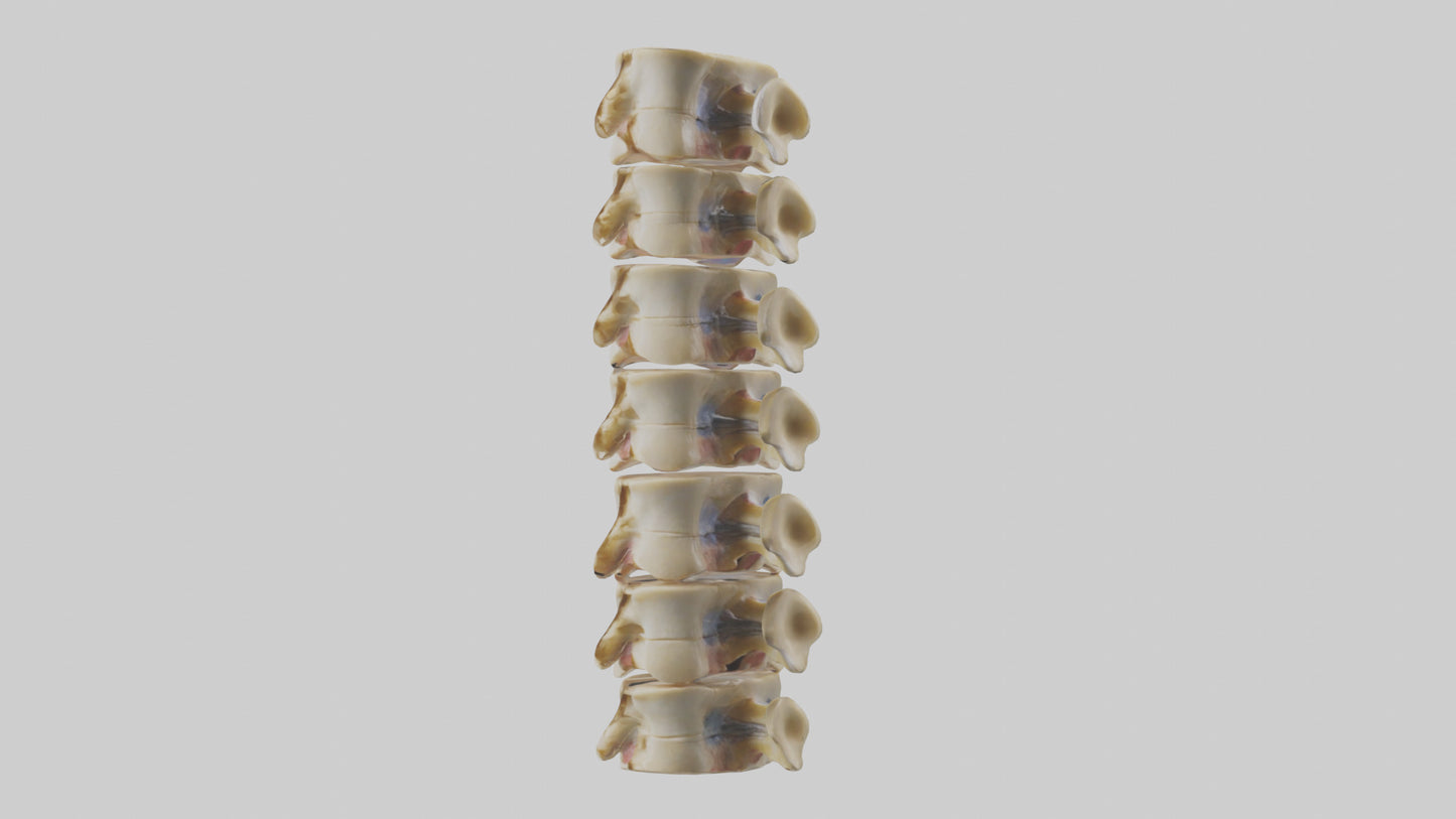 3D model Human Vertebrae and Disc Model VR / AR / low-poly