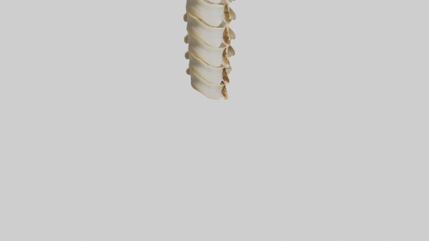 3D model Human Vertebrae and Disc Model VR / AR / low-poly