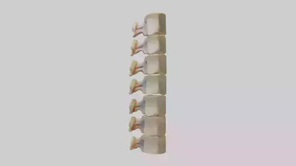 3D model Human Vertebrae and Disc Model VR / AR / low-poly
