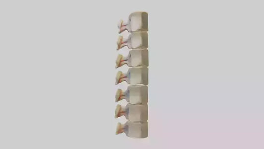 3D model Human Vertebrae and Disc Model VR / AR / low-poly