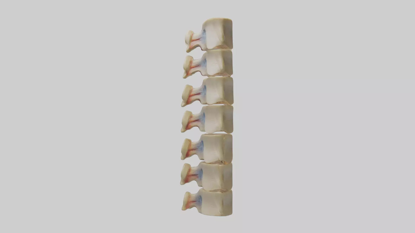 3D model Human Vertebrae and Disc Model VR / AR / low-poly