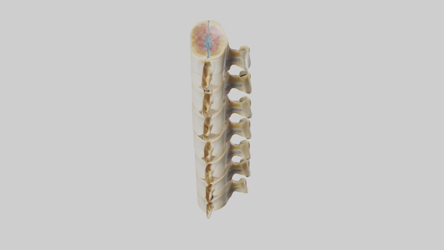 3D model Human Vertebrae and Disc Model VR / AR / low-poly