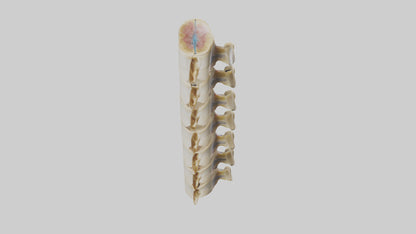 3D model Human Vertebrae and Disc Model VR / AR / low-poly