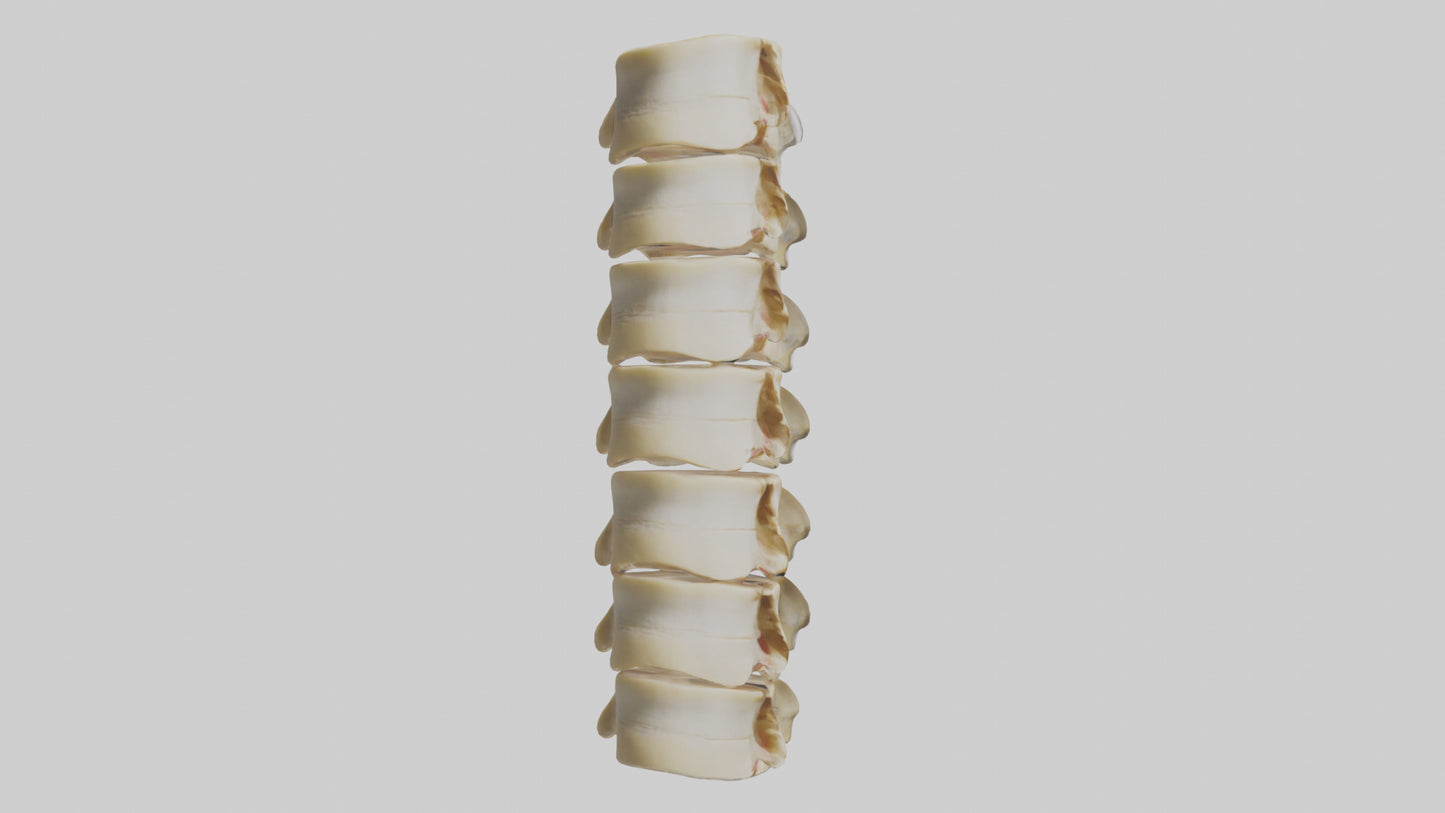 3D model Human Vertebrae and Disc Model VR / AR / low-poly