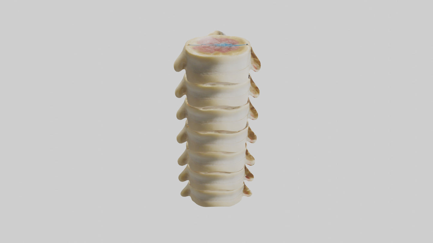 3D model Human Vertebrae and Disc Model VR / AR / low-poly