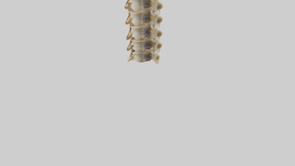3D model Human Vertebrae and Disc Model VR / AR / low-poly