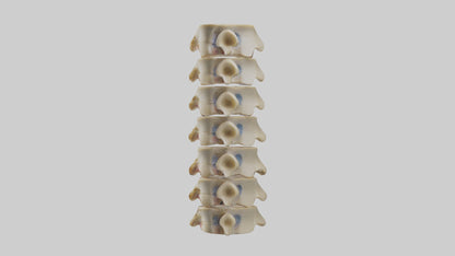 3D model Human Vertebrae and Disc Model VR / AR / low-poly