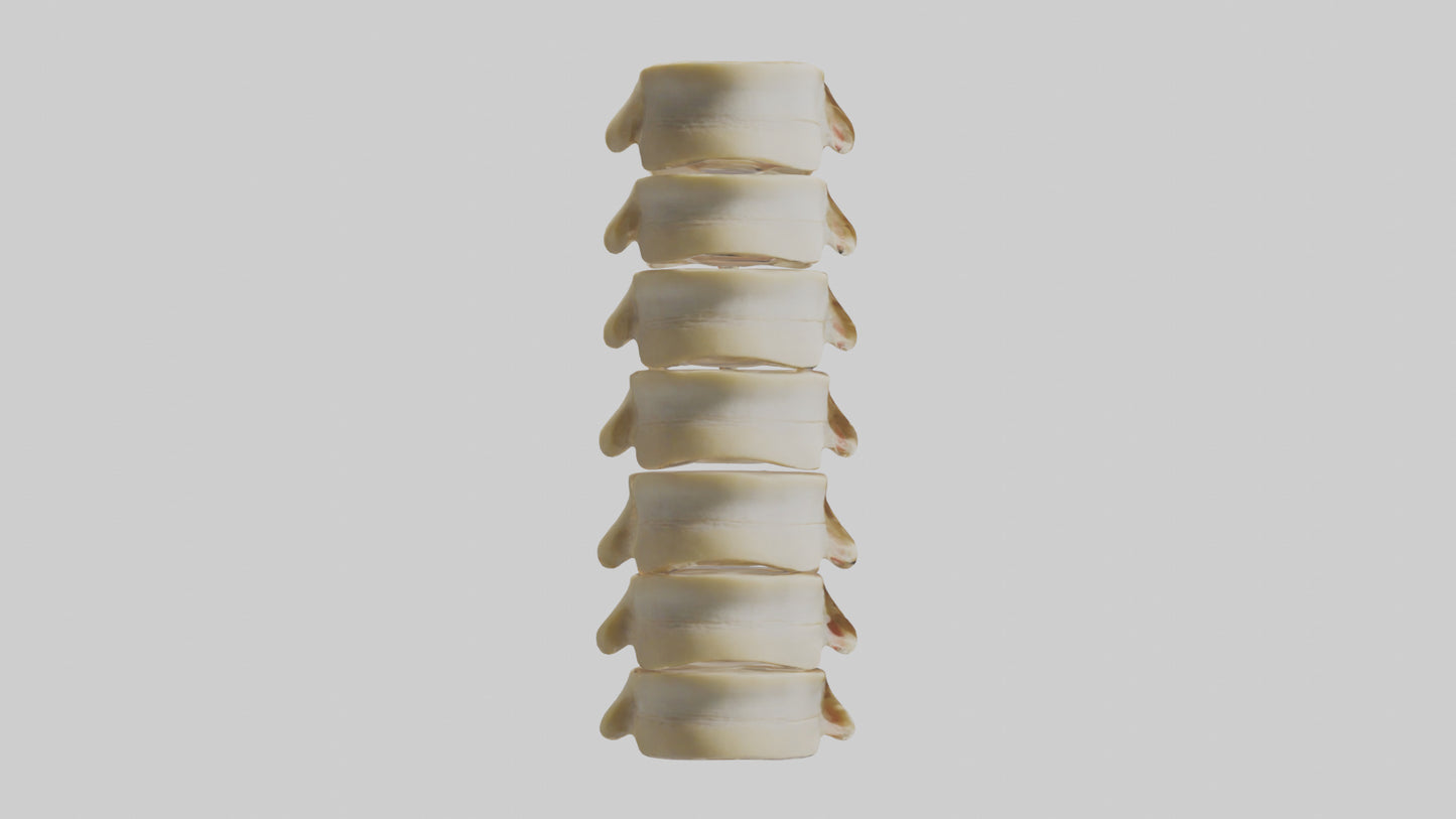 3D model Human Vertebrae and Disc Model VR / AR / low-poly