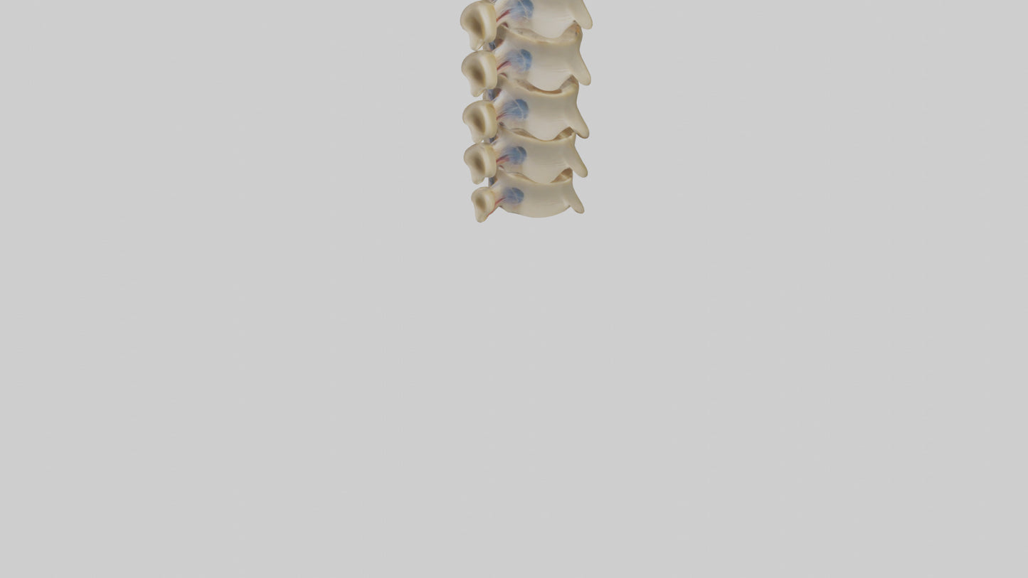 3D model Human Vertebrae and Disc Model VR / AR / low-poly