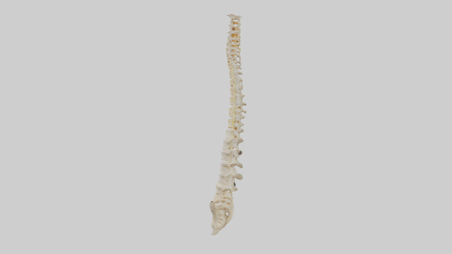 Human Vertebral Column Model VR / AR / low-poly