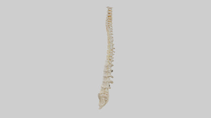 Human Vertebral Column Model VR / AR / low-poly