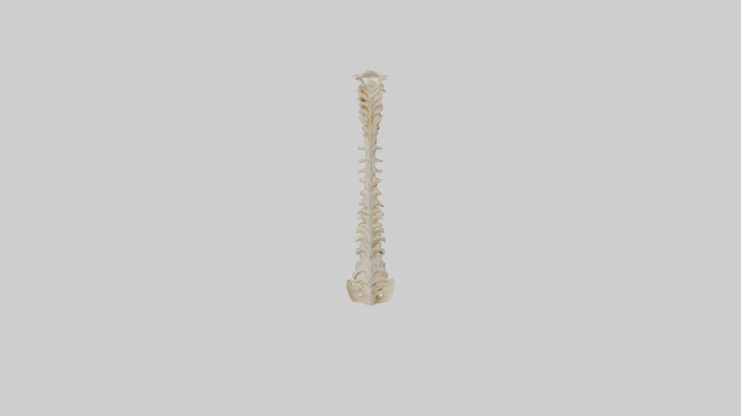 Human Vertebral Column Model VR / AR / low-poly