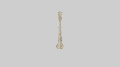 Human Vertebral Column Model VR / AR / low-poly