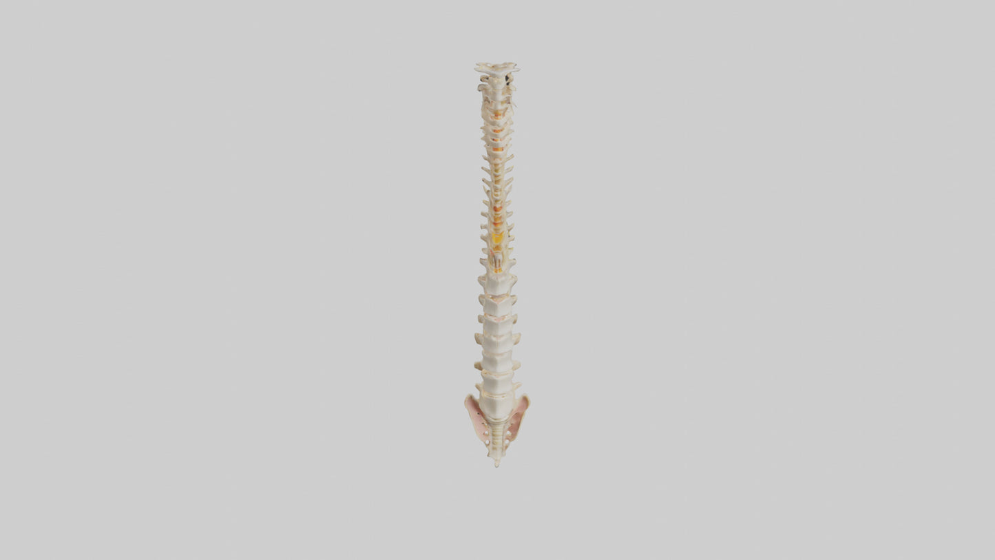 Human Vertebral Column Model VR / AR / low-poly