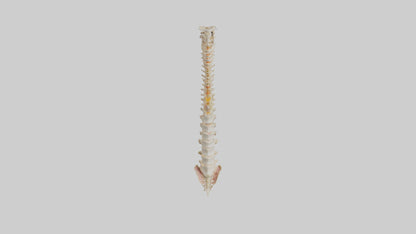 Human Vertebral Column Model VR / AR / low-poly
