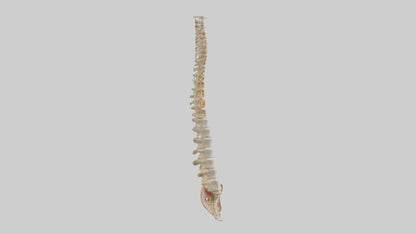 Human Vertebral Column Model VR / AR / low-poly