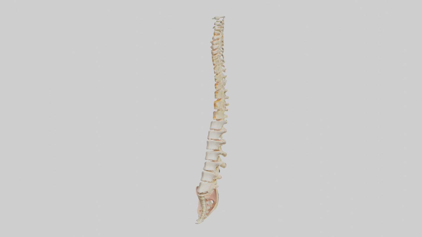 Human Vertebral Column Model VR / AR / low-poly