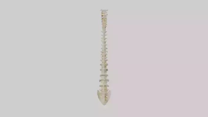 Human Vertebral Column Model VR / AR / low-poly