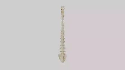 Human Vertebral Column Model VR / AR / low-poly