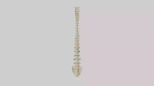 Human Vertebral Column Model VR / AR / low-poly