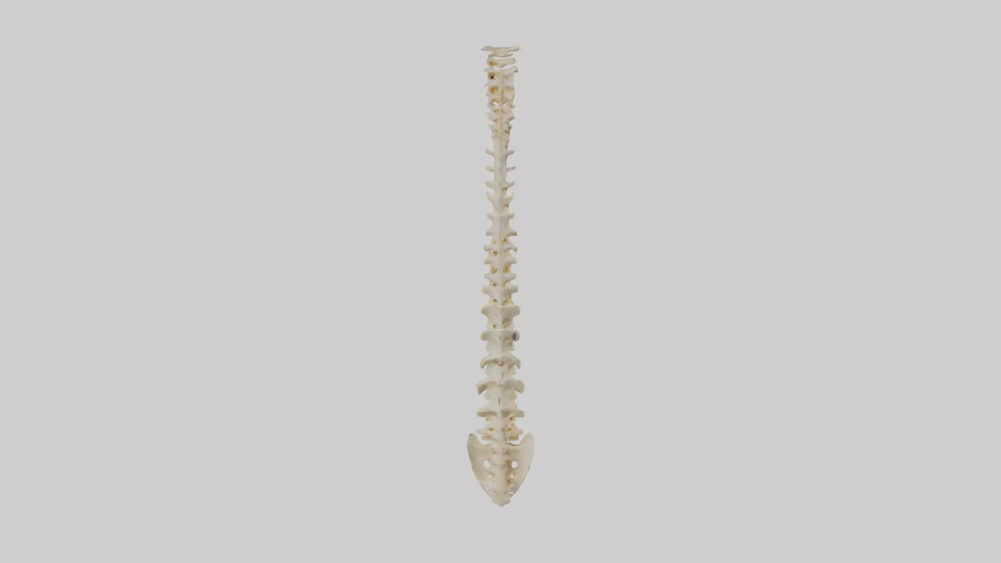 Human Vertebral Column Model VR / AR / low-poly
