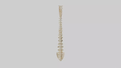 Human Vertebral Column Model VR / AR / low-poly