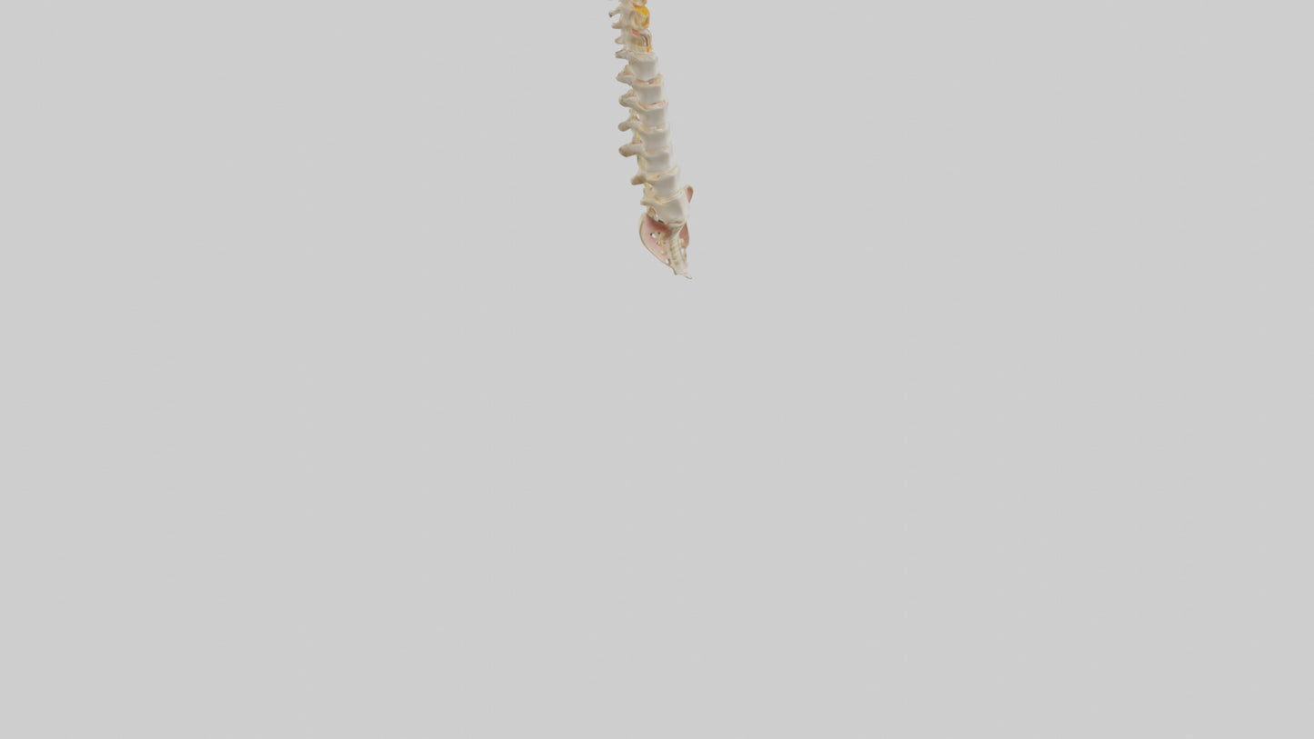 Human Vertebral Column Model VR / AR / low-poly
