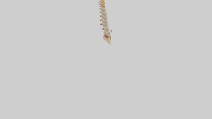 Human Vertebral Column Model VR / AR / low-poly