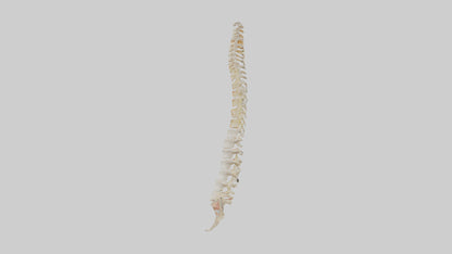 Human Vertebral Column Model VR / AR / low-poly