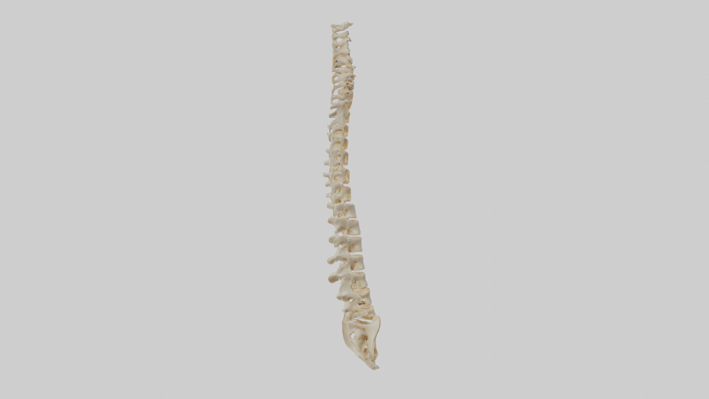 Human Vertebral Column Model VR / AR / low-poly