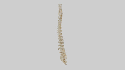 Human Vertebral Column Model VR / AR / low-poly