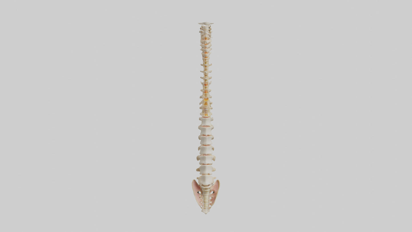 Human Vertebral Column Model VR / AR / low-poly