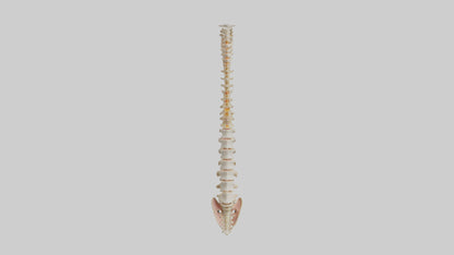 Human Vertebral Column Model VR / AR / low-poly