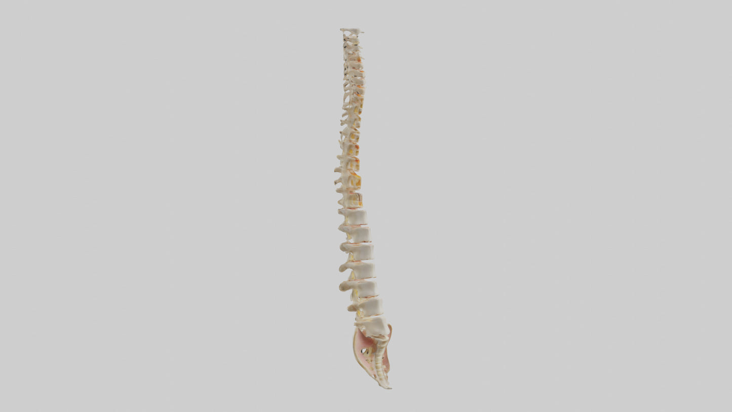 Human Vertebral Column Model VR / AR / low-poly