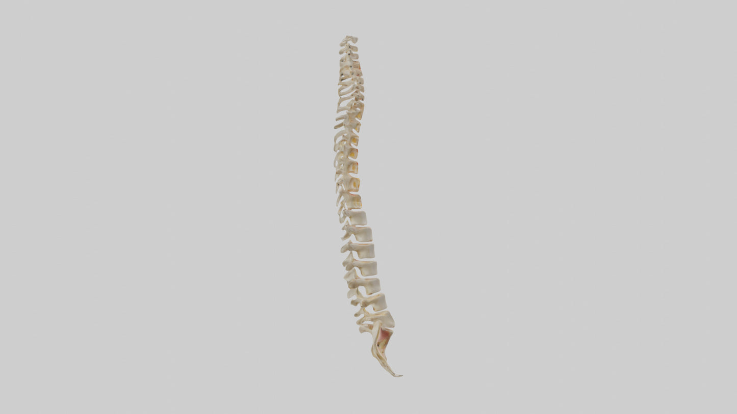 Human Vertebral Column Model VR / AR / low-poly