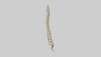Human Vertebral Column Model VR / AR / low-poly