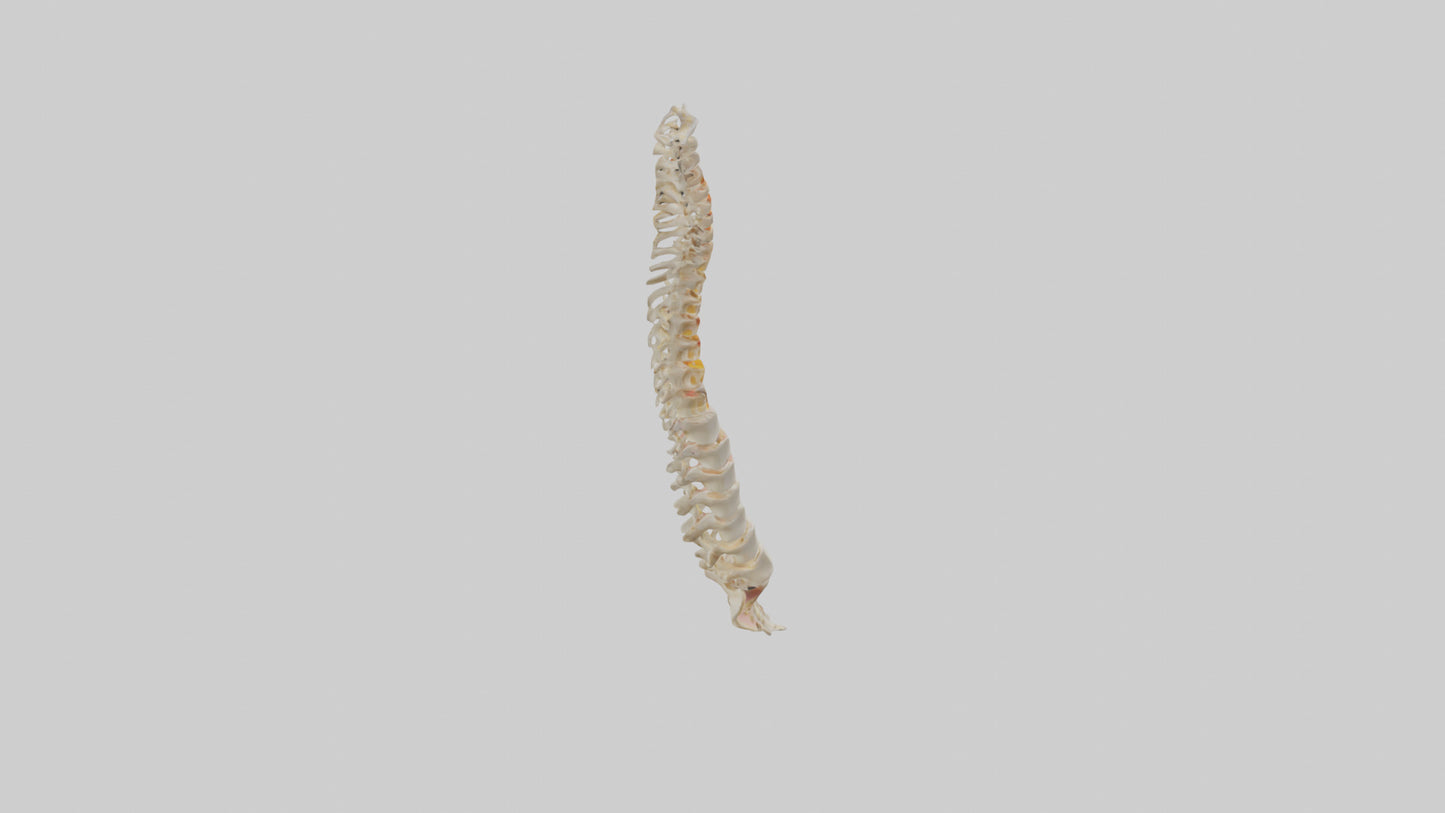 Human Vertebral Column Model VR / AR / low-poly