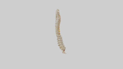 Human Vertebral Column Model VR / AR / low-poly