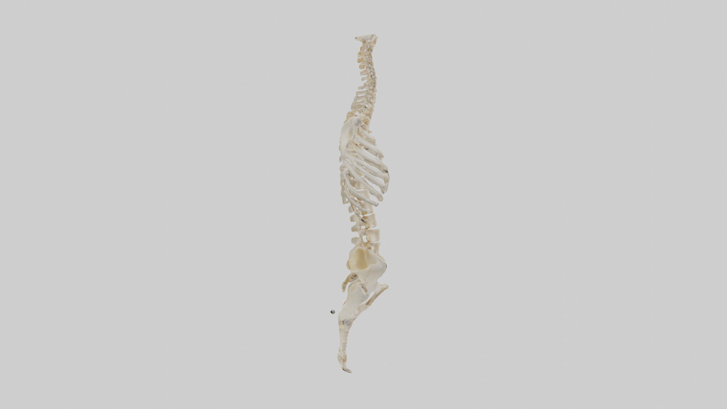3D model Human Vertebral Column Skeleton model VR / AR / low-poly