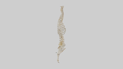 3D model Human Vertebral Column Skeleton model VR / AR / low-poly