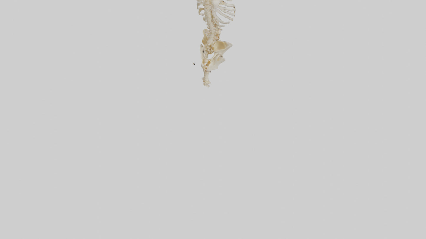 3D model Human Vertebral Column Skeleton model VR / AR / low-poly