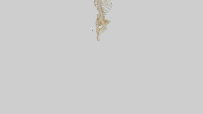 3D model Human Vertebral Column Skeleton model VR / AR / low-poly