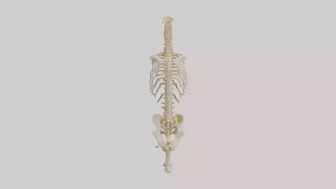 3D model Human Vertebral Column Skeleton model VR / AR / low-poly