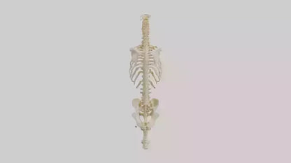 3D model Human Vertebral Column Skeleton model VR / AR / low-poly