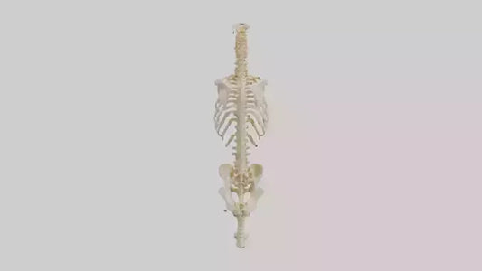 3D model Human Vertebral Column Skeleton model VR / AR / low-poly