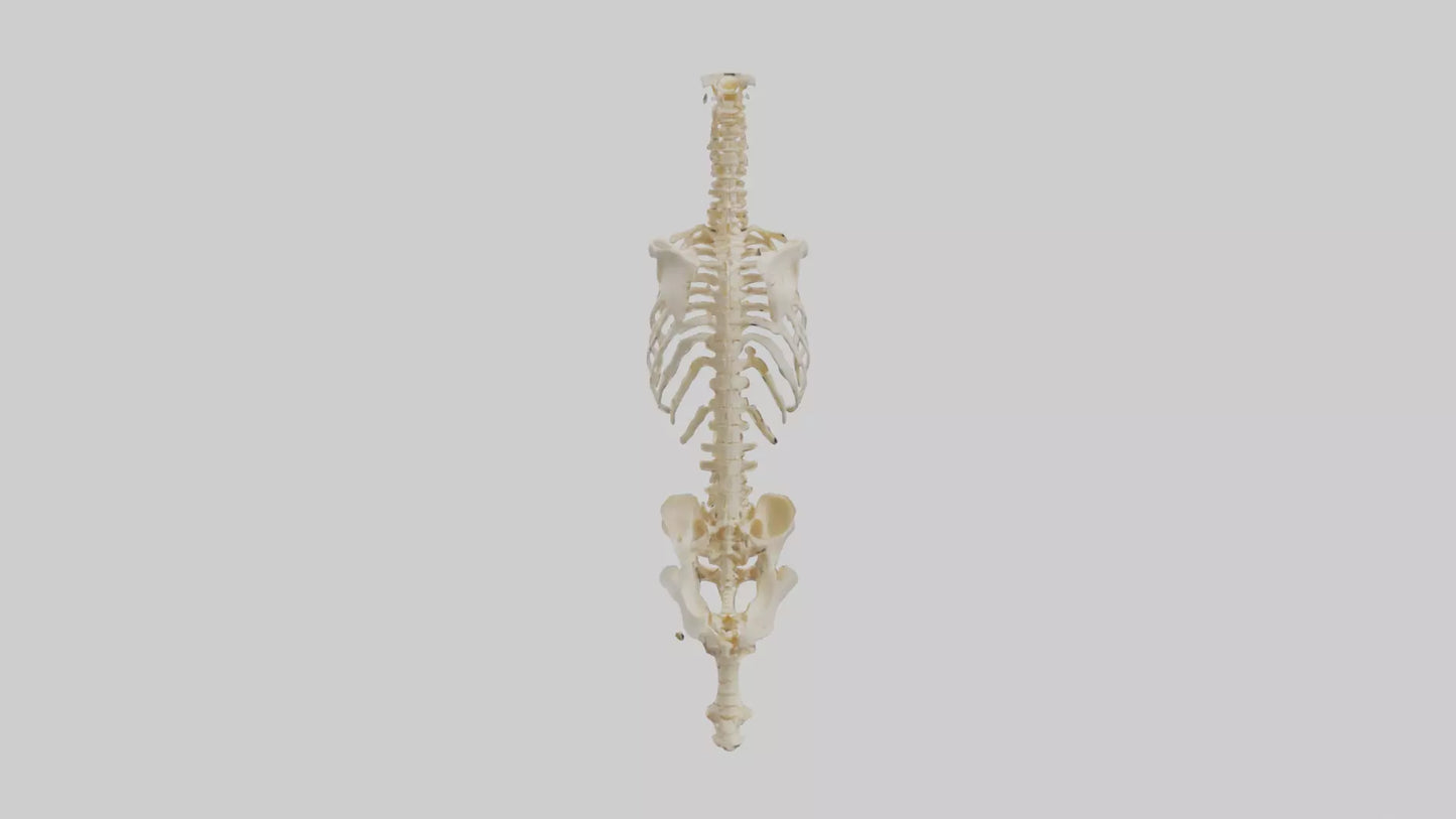 3D model Human Vertebral Column Skeleton model VR / AR / low-poly