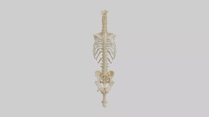 3D model Human Vertebral Column Skeleton model VR / AR / low-poly