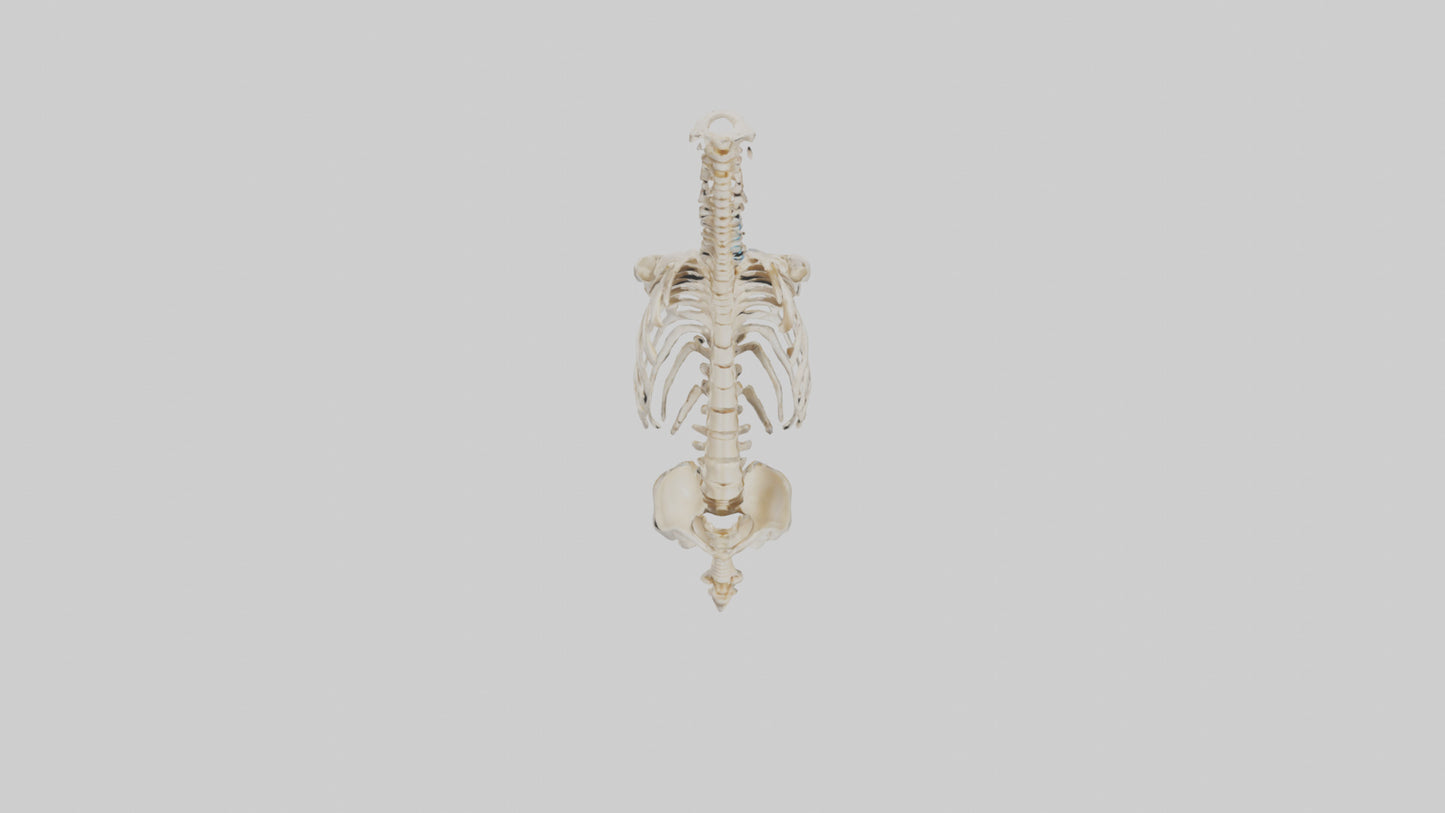 3D model Human Vertebral Column Skeleton model VR / AR / low-poly